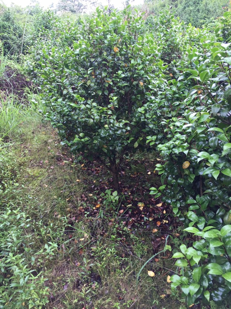 茶花苗，绿化工程苗，3到4公分冠以很漂亮