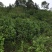 茶花苗，绿化工程苗，3到4公分冠以很漂亮