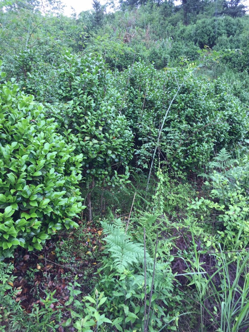 茶花苗，绿化工程苗，3到4公分冠以很漂亮