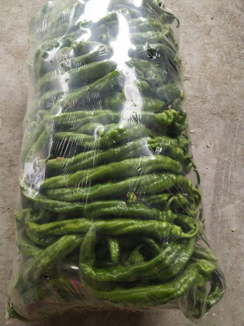 靖远新苗陇椒