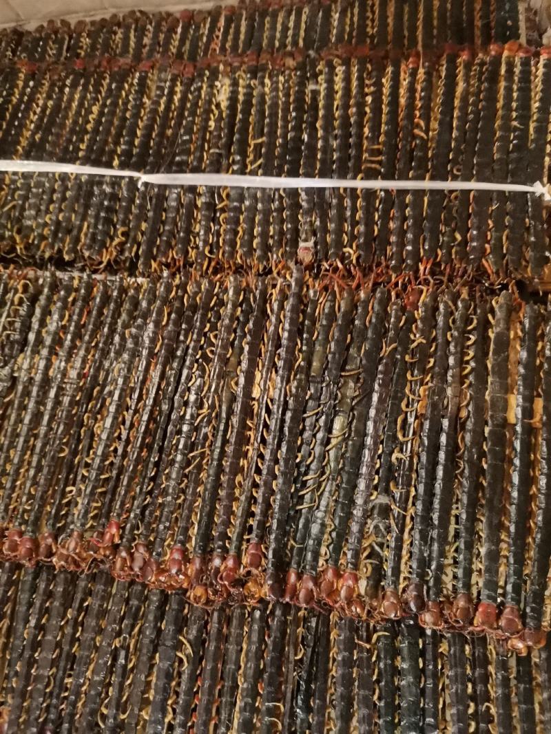 优质湖北野生红头蜈蚣量大从优规格齐全欢迎选购
