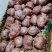 牛肉味猪腱子肉不打粉注水8成熟腱子肉地摊卤店热卖产