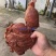 牛肉味猪腱子肉不打粉注水8成熟腱子肉地摊卤店热卖产