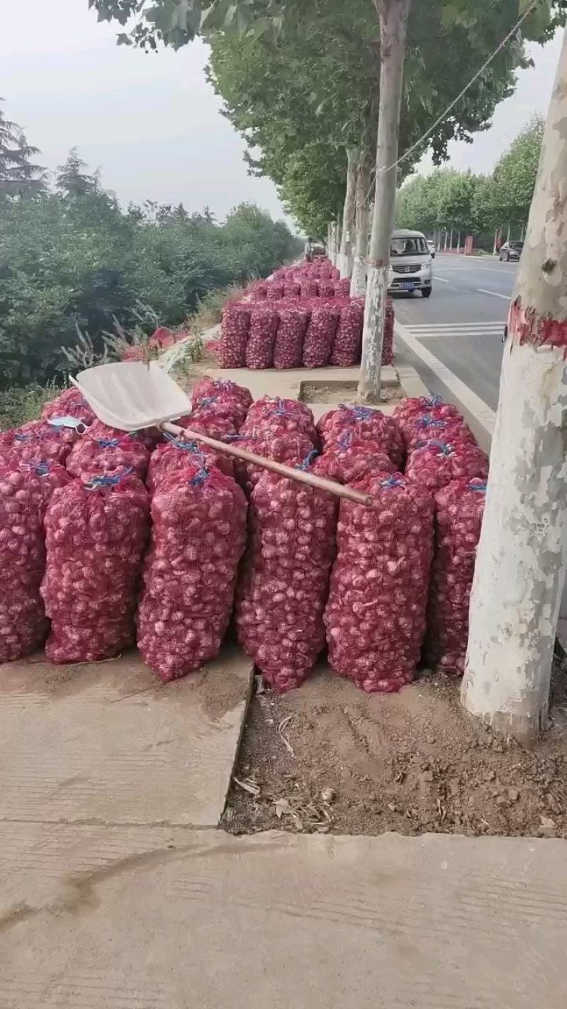 中牟紫皮干大蒜大量供应一手货源可以视频看货
