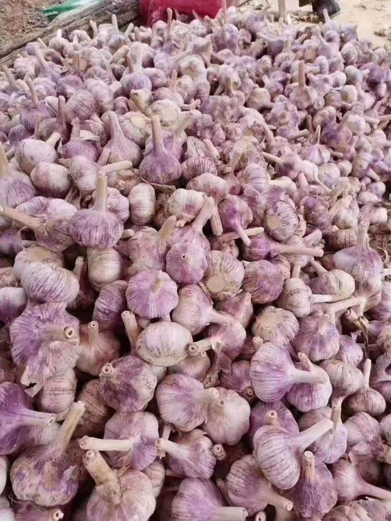 中牟紫皮干大蒜大量供应一手货源可以视频看货