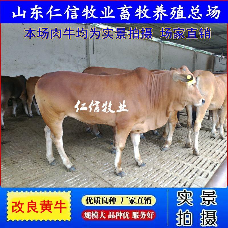 黄牛2-6个月牛苗包送货免费提供技术提供销路