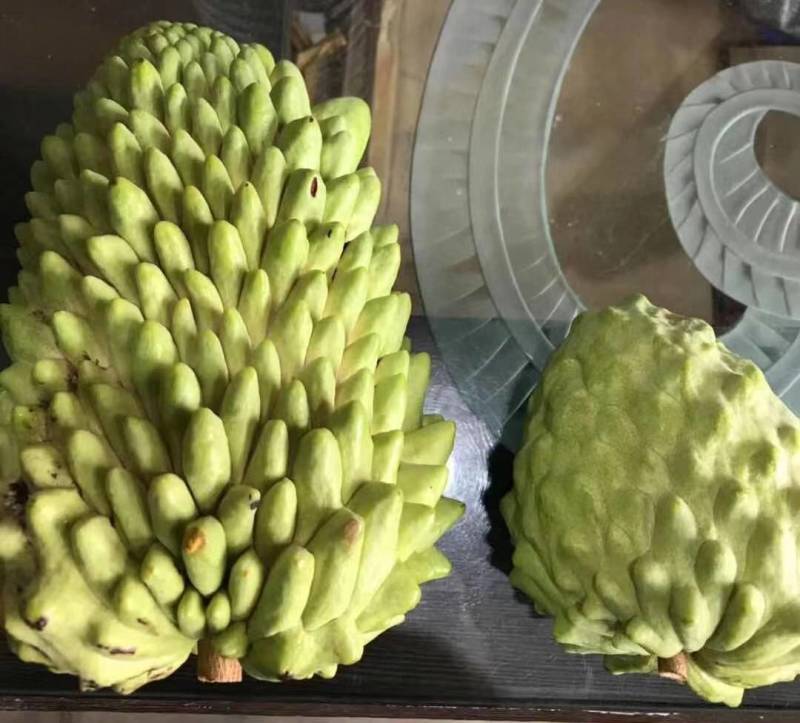榴莲释迦果苗，正宗台湾榴莲释迦