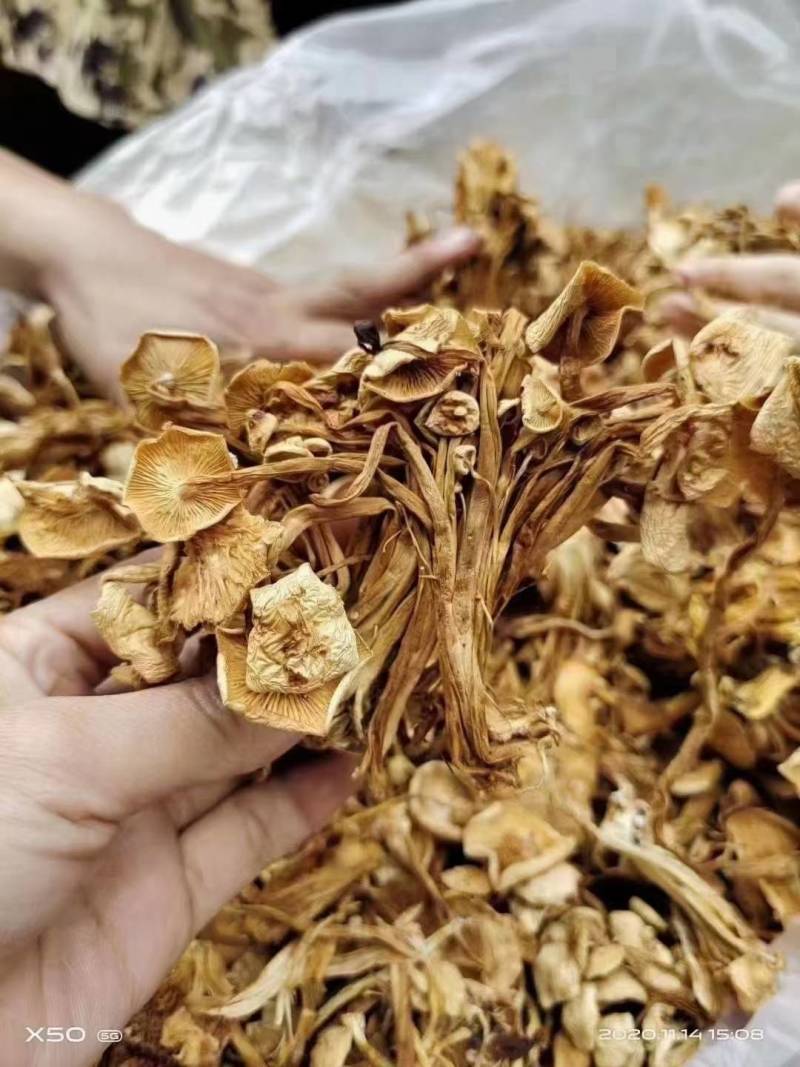 茶树菇高仿干茶树菇颜色好干度好地摊热销产品
