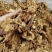 茶树菇高仿干茶树菇颜色好干度好地摊热销产品