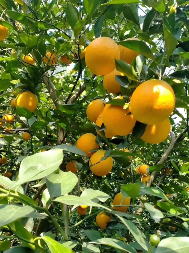 秭归夏橙（米奈），清香浓郁，皮薄果面靓，产地直供，现摘
