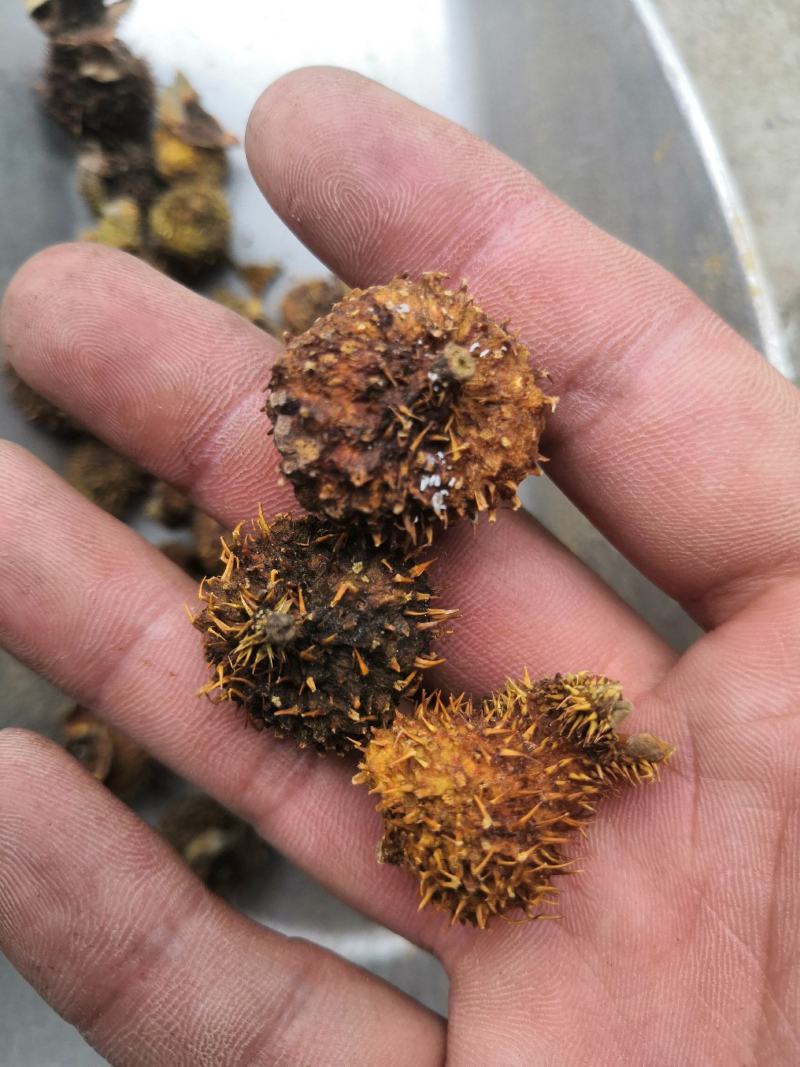 产地直销刺梨刺梨果低价出售
