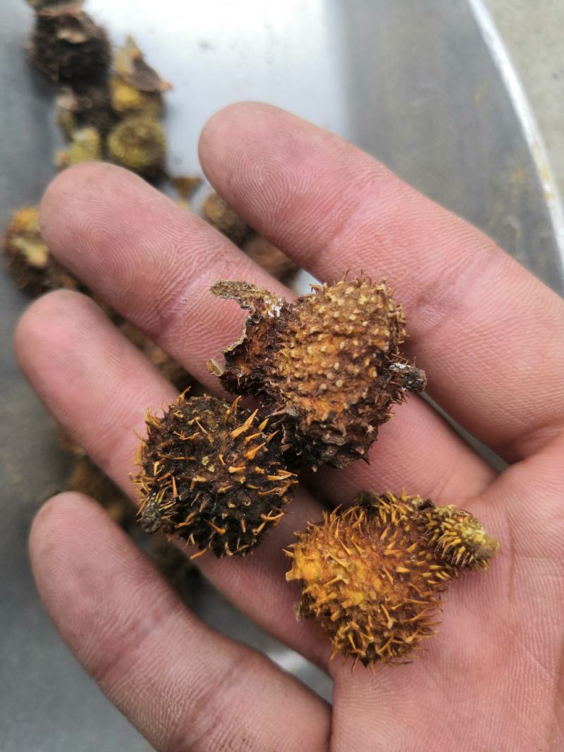 产地直销刺梨刺梨果低价出售
