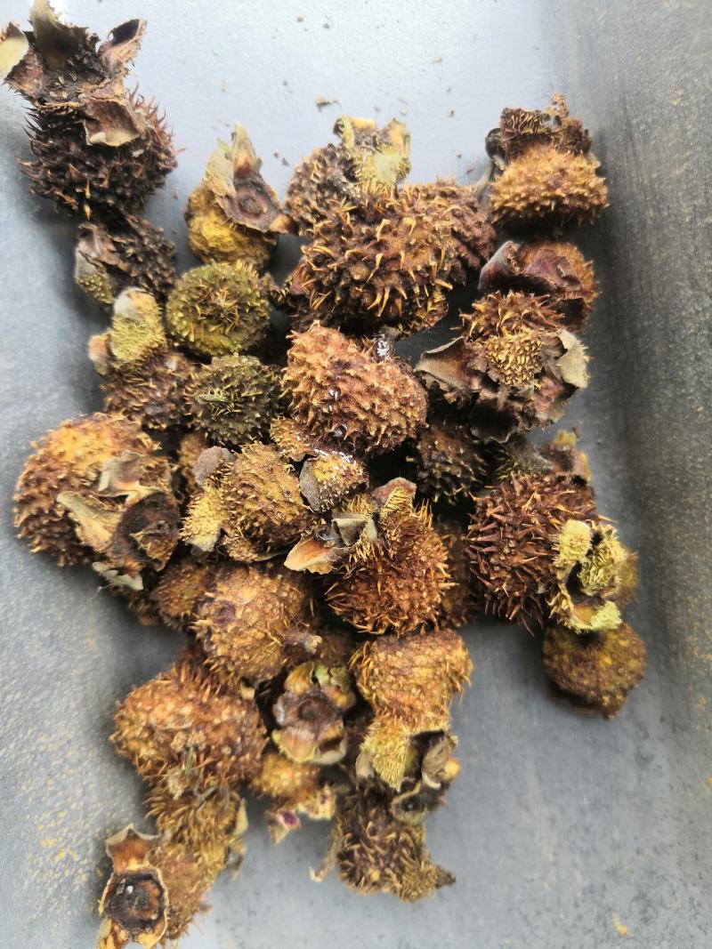 产地直销刺梨刺梨果低价出售