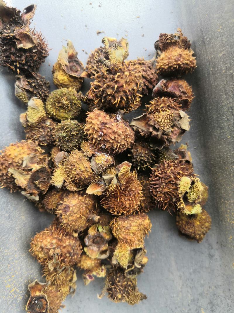 产地直销刺梨刺梨果低价出售