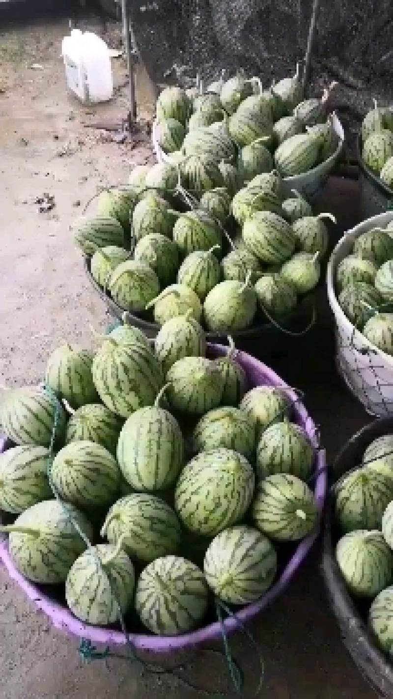 杭州早春红玉小西瓜拿比特早春红玉小西瓜拿比特