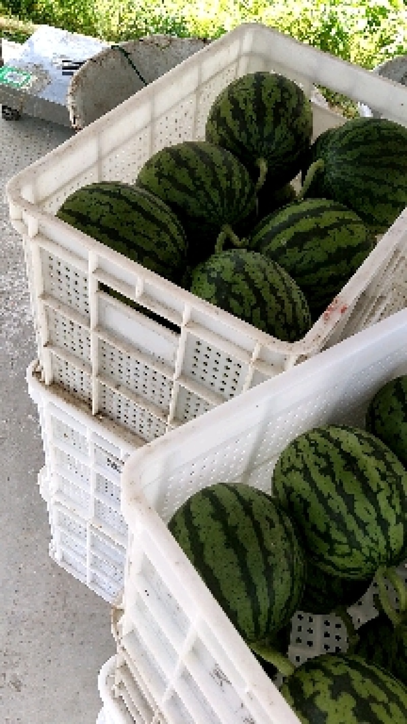杭州早春红玉小西瓜拿比特早春红玉小西瓜拿比特