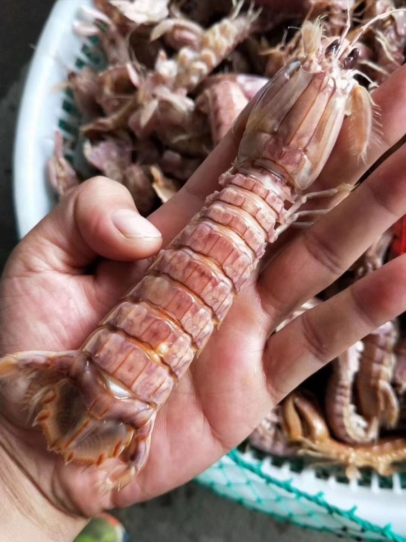 熟冻皮皮虾大公虾婆婆蒸熟虾姑虾爬子新鲜海鲜水产鲜活虾爬