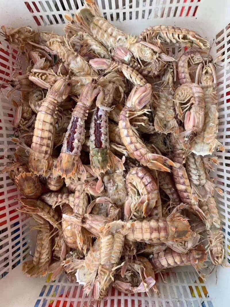 熟冻皮皮虾大公虾婆婆蒸熟虾姑虾爬子新鲜海鲜水产鲜活虾爬