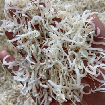 面条鱼，凤尾鱼，一手货源，脱盐淡干！大量现货