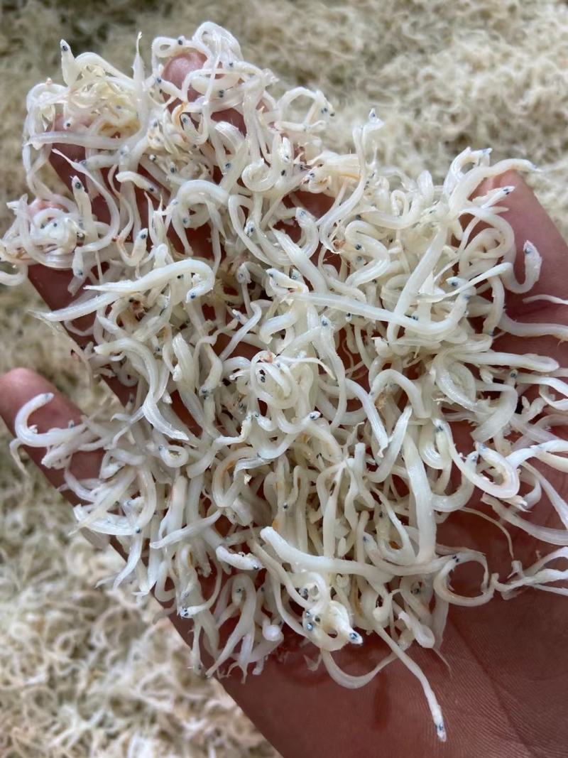 面条鱼，凤尾鱼，一手货源，脱盐淡干！大量现货