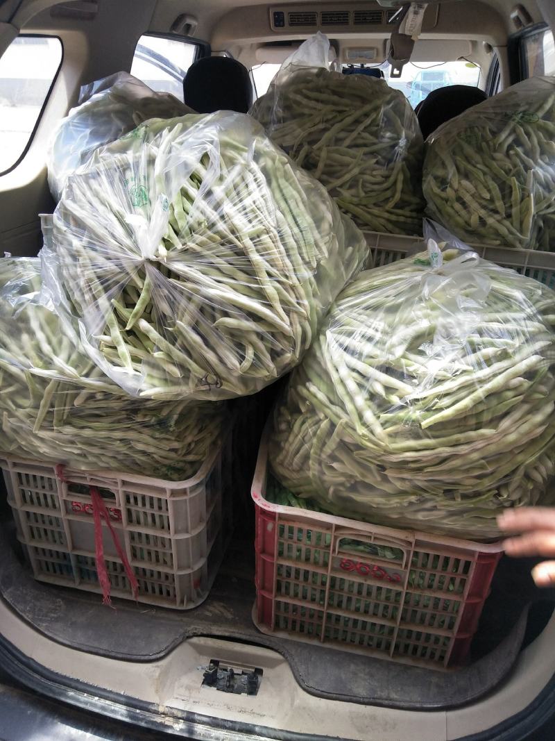 头茬精品芸豆大量上市色嫩绿油亮条长价格落落落