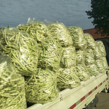 头茬精品芸豆大量上市色嫩绿油亮条长价格落落落