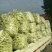 头茬精品芸豆大量上市色嫩绿油亮条长价格落落落
