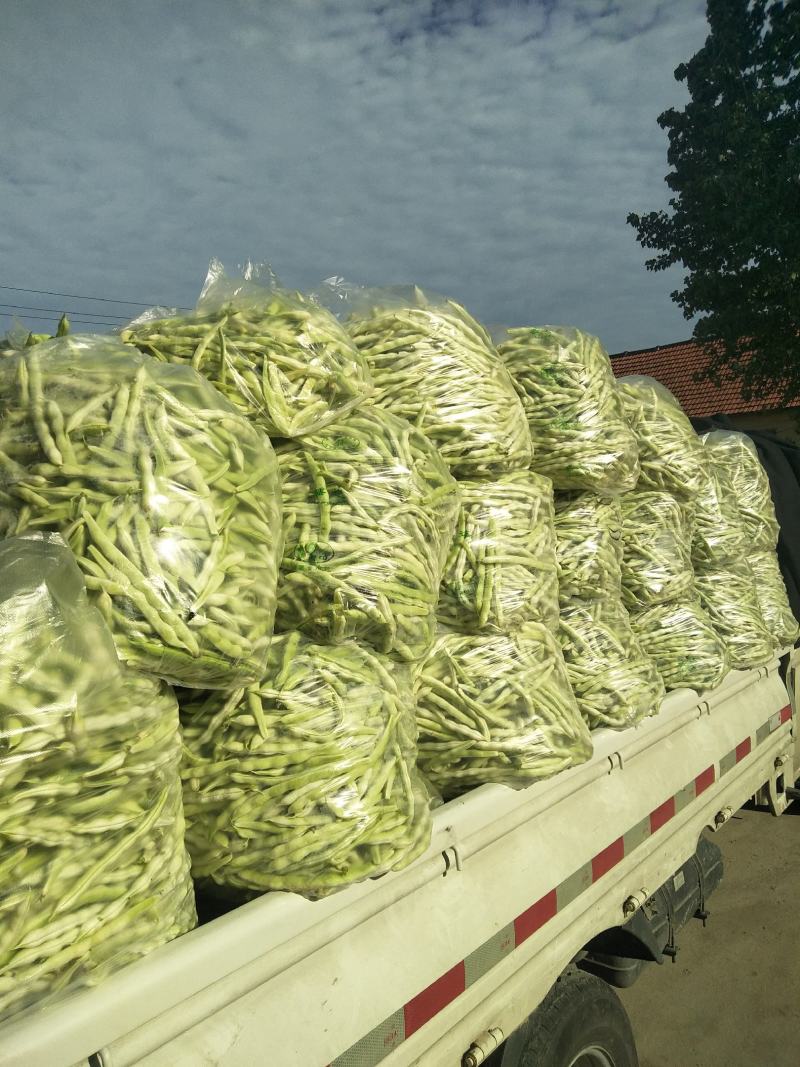 头茬精品芸豆大量上市色嫩绿油亮条长价格落落落
