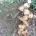 云南滇黄精