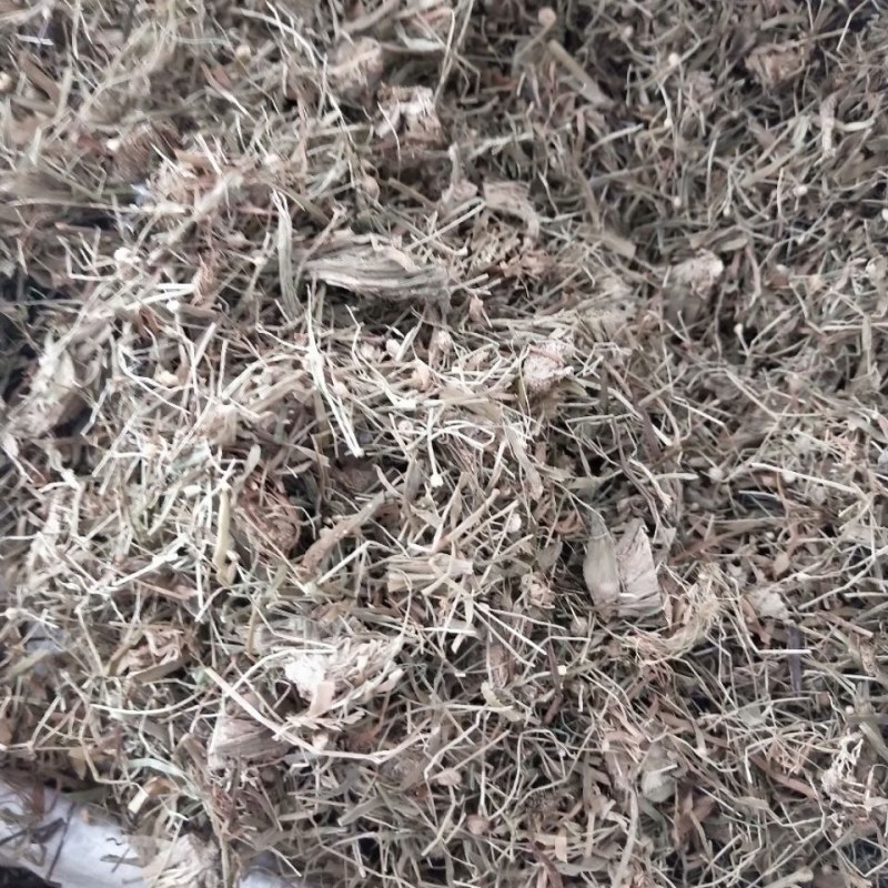 中药材精选谷精草谷精草谷精珠谷精正品可打粉