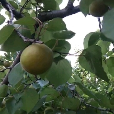 金太阳杏