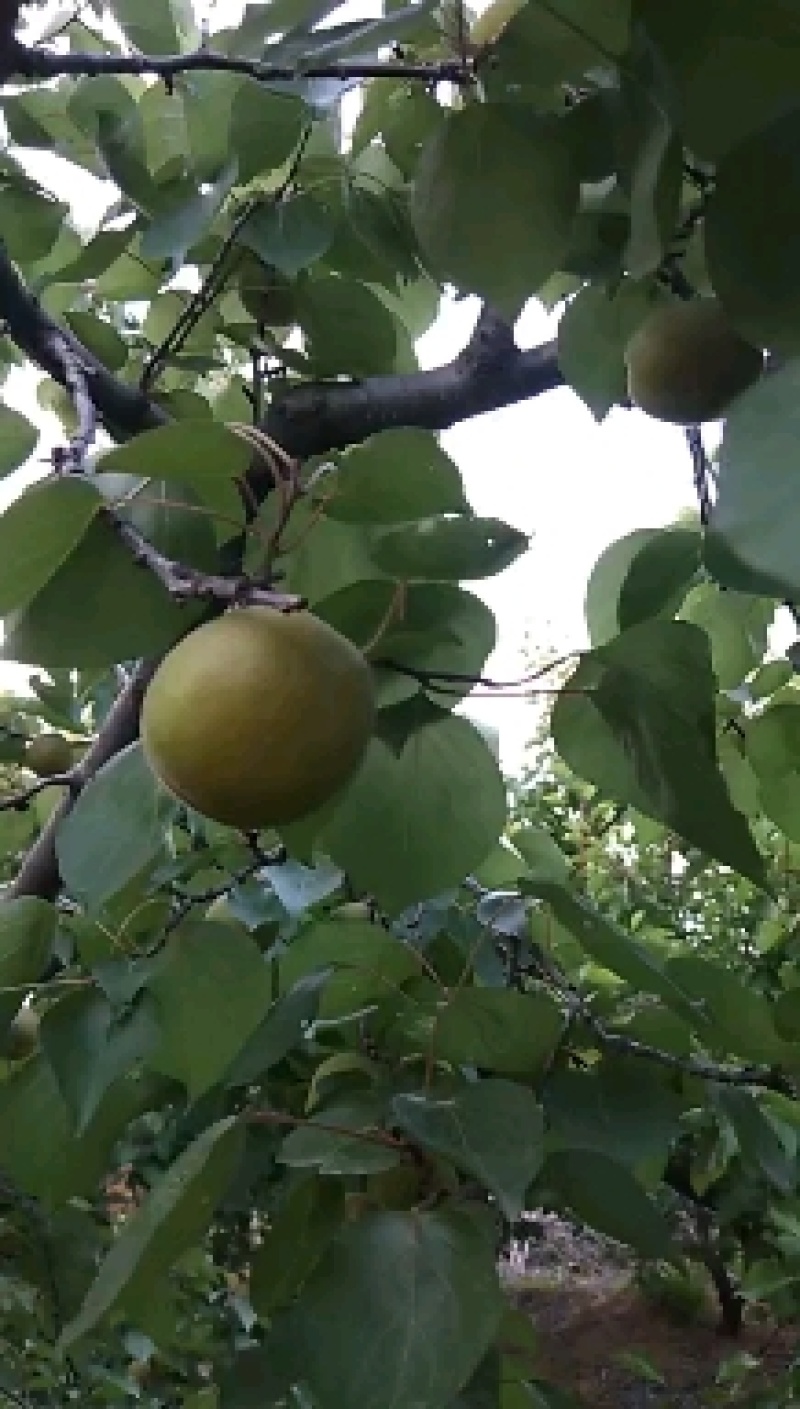 金太阳杏