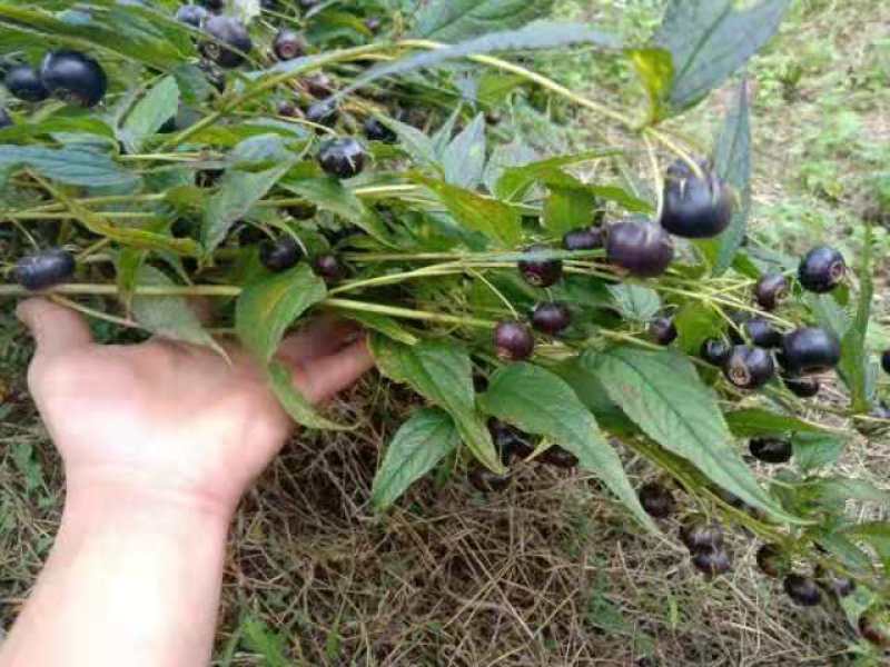 红果参杯苗广西柳州市融水县基地一手货源