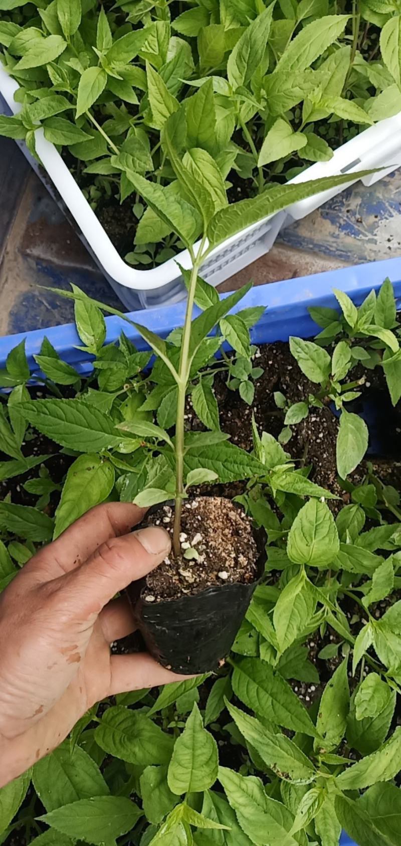 红果参杯苗广西柳州市融水县基地一手货源
