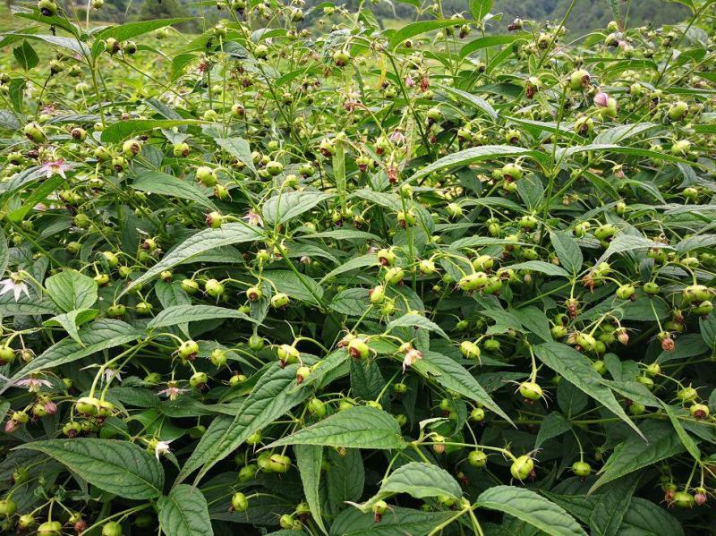 红果参杯苗广西柳州市融水县基地一手货源