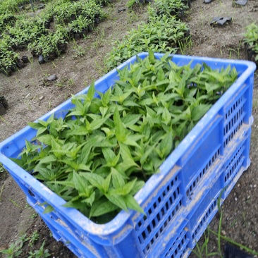 红果参杯苗广西柳州市融水县基地一手货源