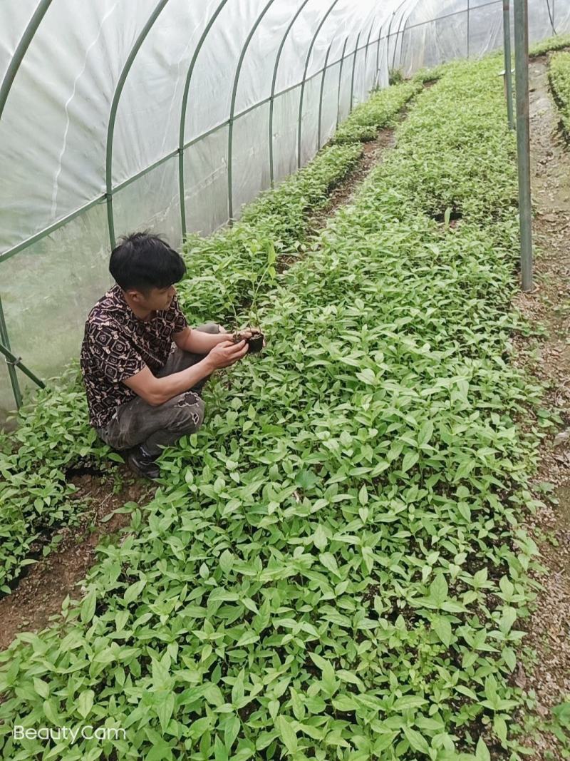 红果参杯苗广西柳州市融水县基地一手货源