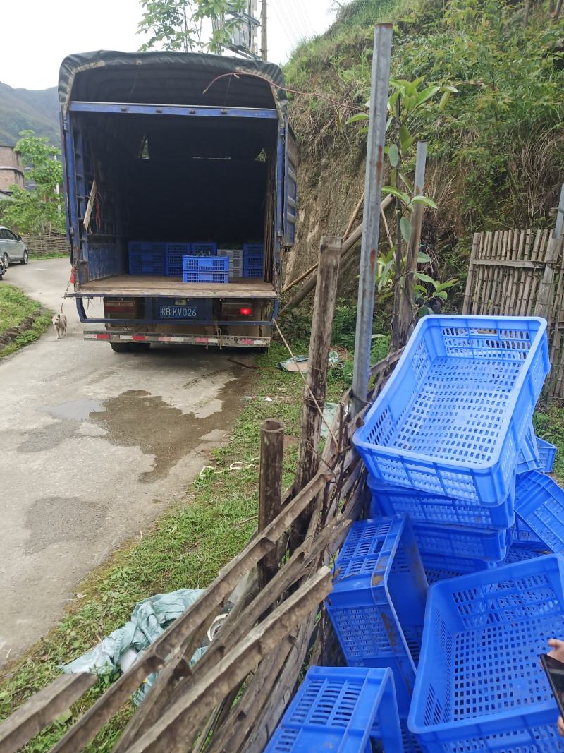 红果参杯苗广西柳州市融水县基地一手货源