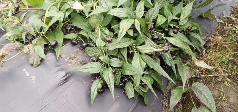 红果参杯苗广西柳州市融水县基地一手货源