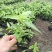 红果参杯苗广西柳州市融水县基地一手货源