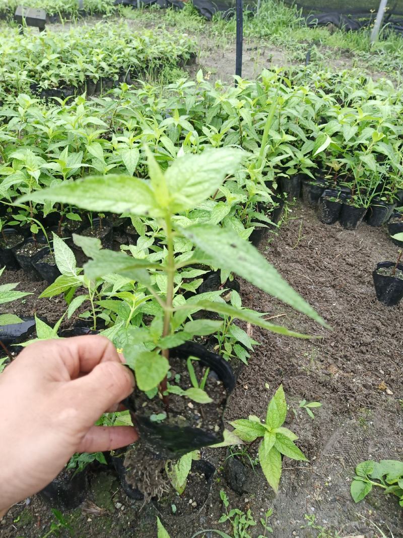 红果参杯苗广西柳州市融水县基地一手货源