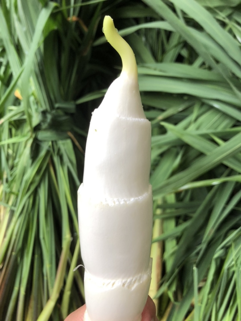 德清双季茭白