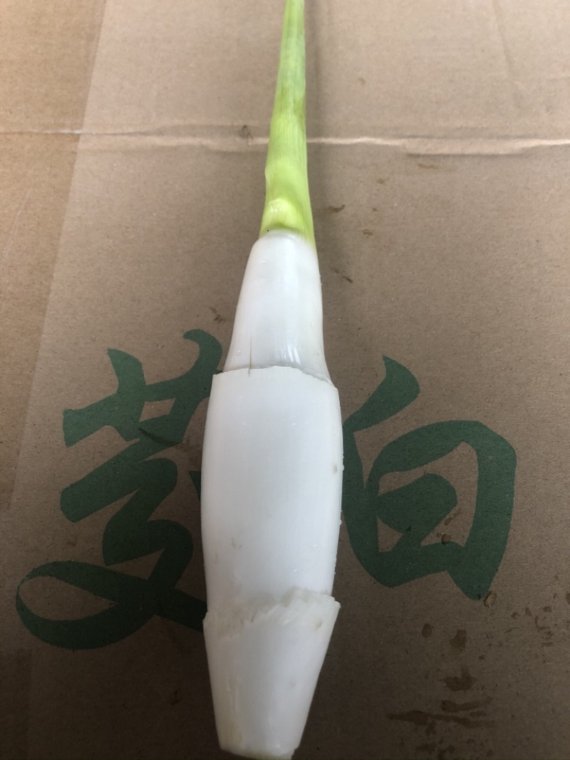 德清双季茭白