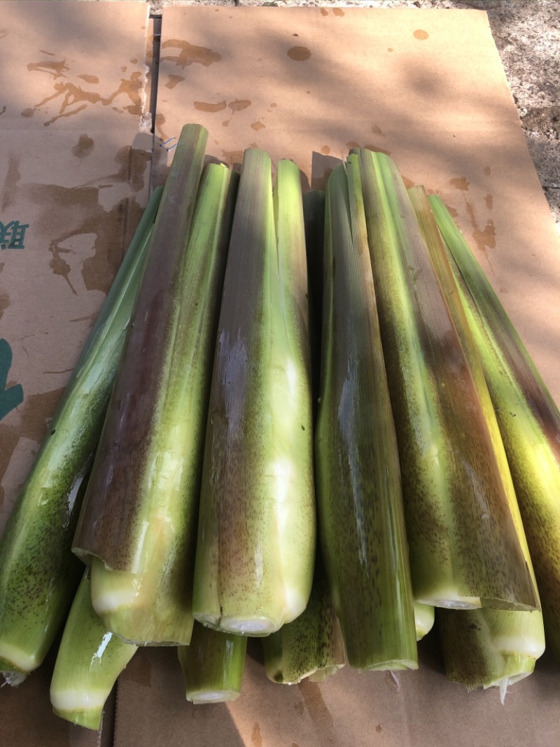 德清双季茭白