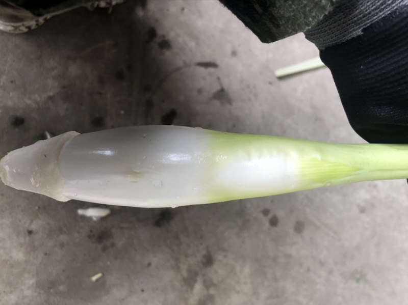 德清双季茭白