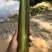德清双季茭白