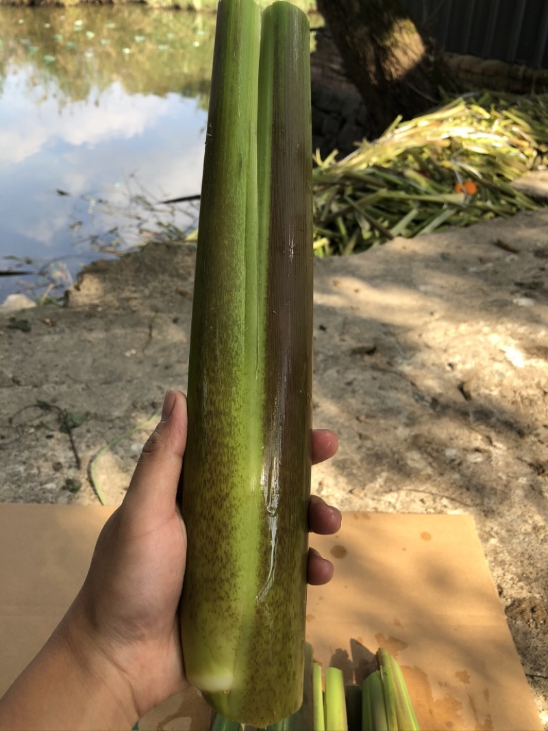 德清双季茭白