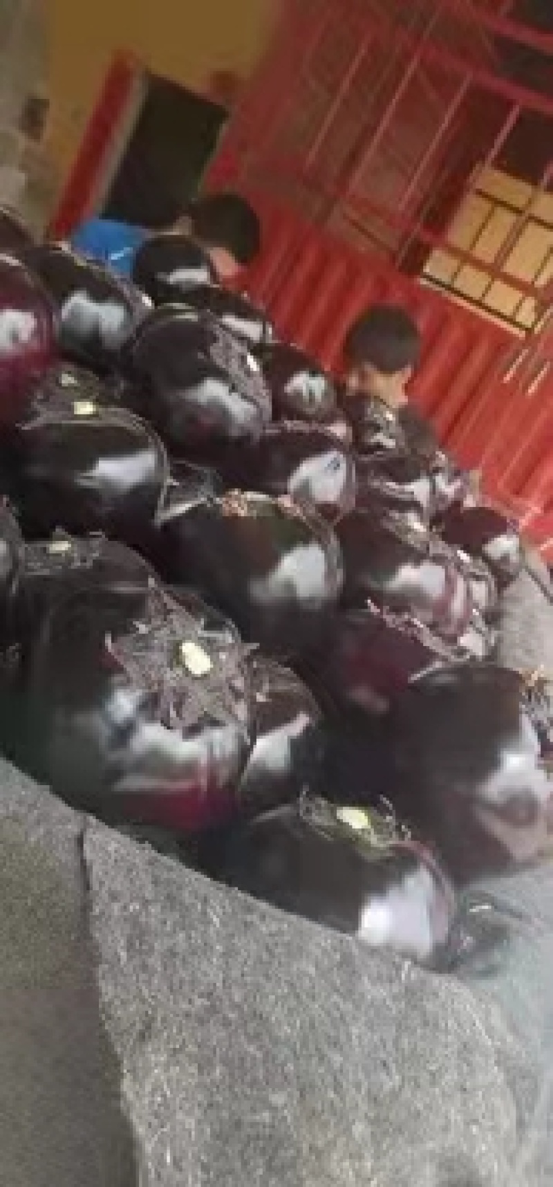 【茄子】紫光圆茄一手货源量大从优全国发货保质保量