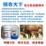 犊布天下牛羊速补剂促进消化，促进吸收
