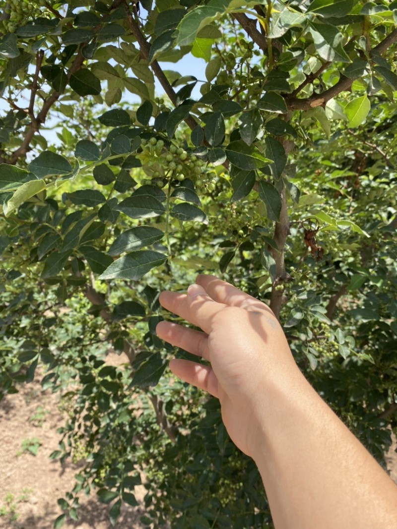 花椒树苗，大红袍花椒苗，狮子头花椒苗，九叶青花椒树苗